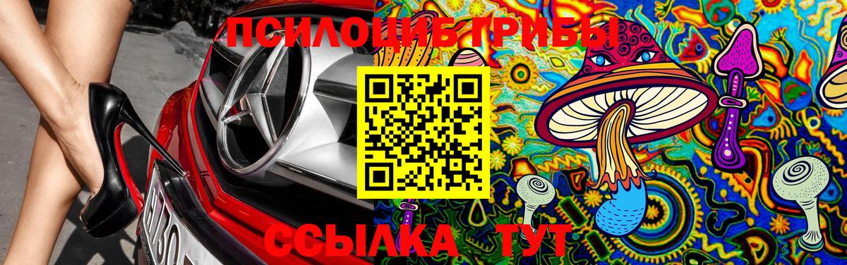 купить наркотик  Вход с VPN  Курганинск  Галлюциногенные грибы MAGIC MUSHROOMS  Псилоцибиновые грибы Psilocybine cubensis 